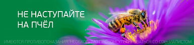 Апитерапия: лечение укусами пчел и не только